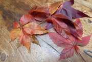 9th Oct 2022 - Autumn leaves - Sweet gum