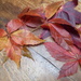 Autumn leaves - Sweet gum by snowy