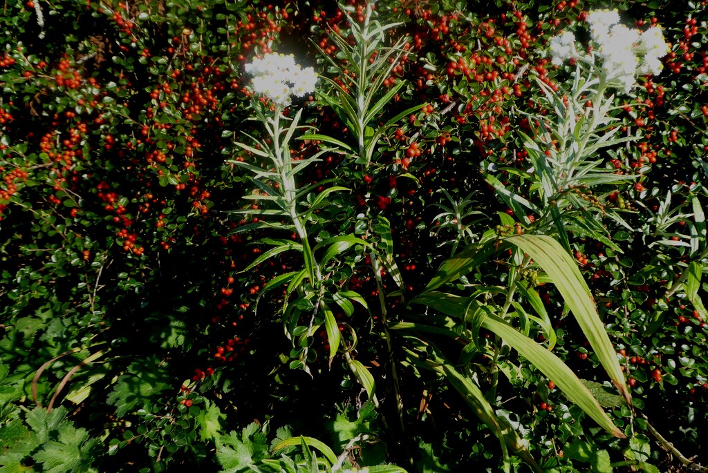 Autumn berries - Cotoneaster by snowy