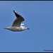Practicing bird in flight by rosiekind