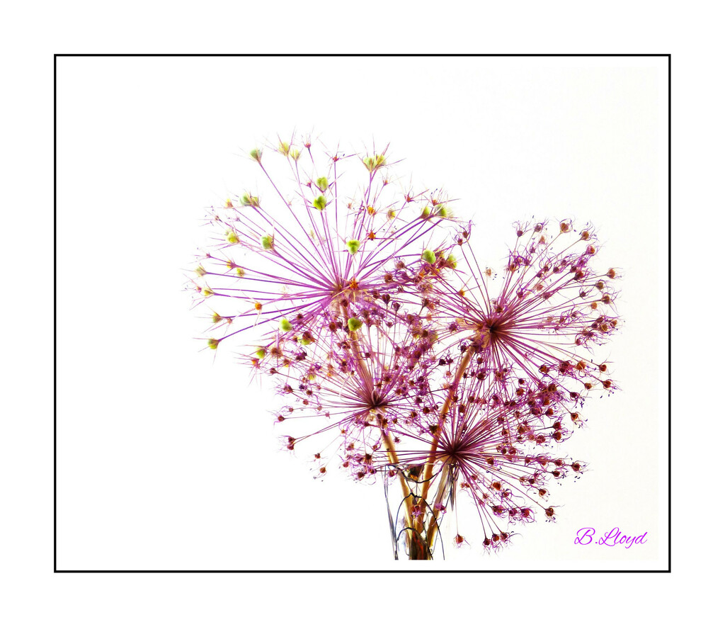 Allium. by beryl