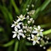 My Chinese onion plant - I have never noticed the flowers before! by anitaw