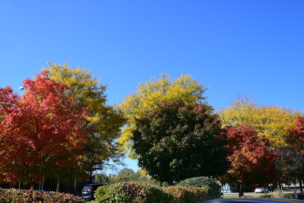 Fall in Southeast Michigan by mdaskin