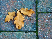 9th Oct 2022 - Those autumn leaves