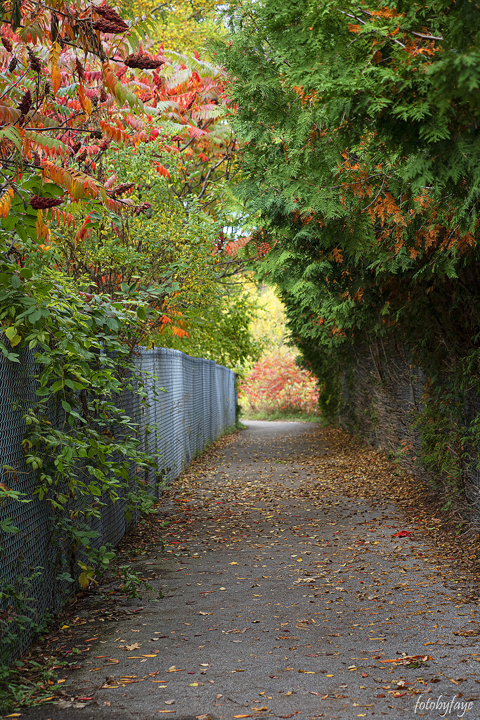 Pathway to Fall by fayefaye