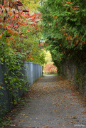 9th Oct 2022 - Pathway to Fall