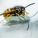 Wasp by pcoulson