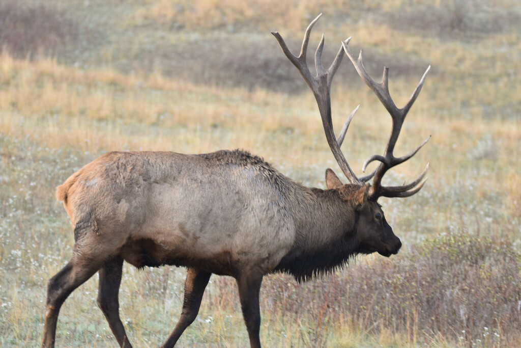 "Harold", The Bull Elk by bjywamer