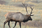 8th Oct 2022 - "Harold", The Bull Elk