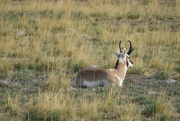 8th Oct 2022 - Bison Range Antelope
