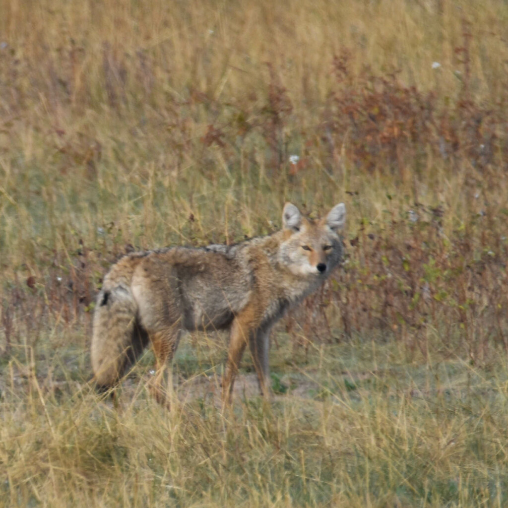 Bison Range Coyote by bjywamer