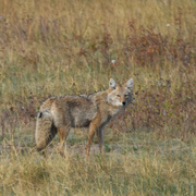 8th Oct 2022 - Bison Range Coyote