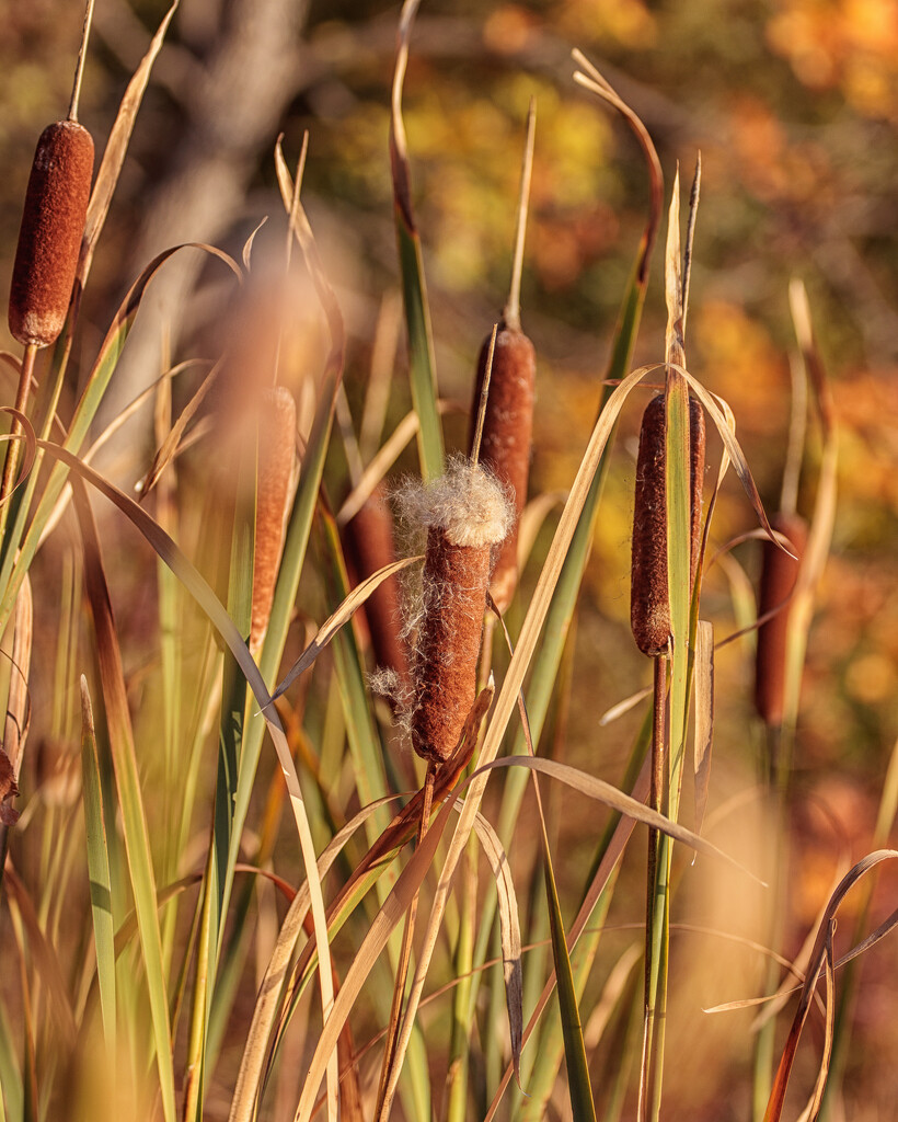 cat tails by aecasey