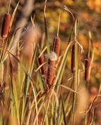 6th Oct 2022 - cat tails