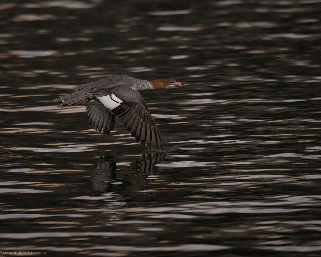 Common Merganser by nicoleweg