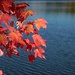 Autumn Beauty by olivetreeann