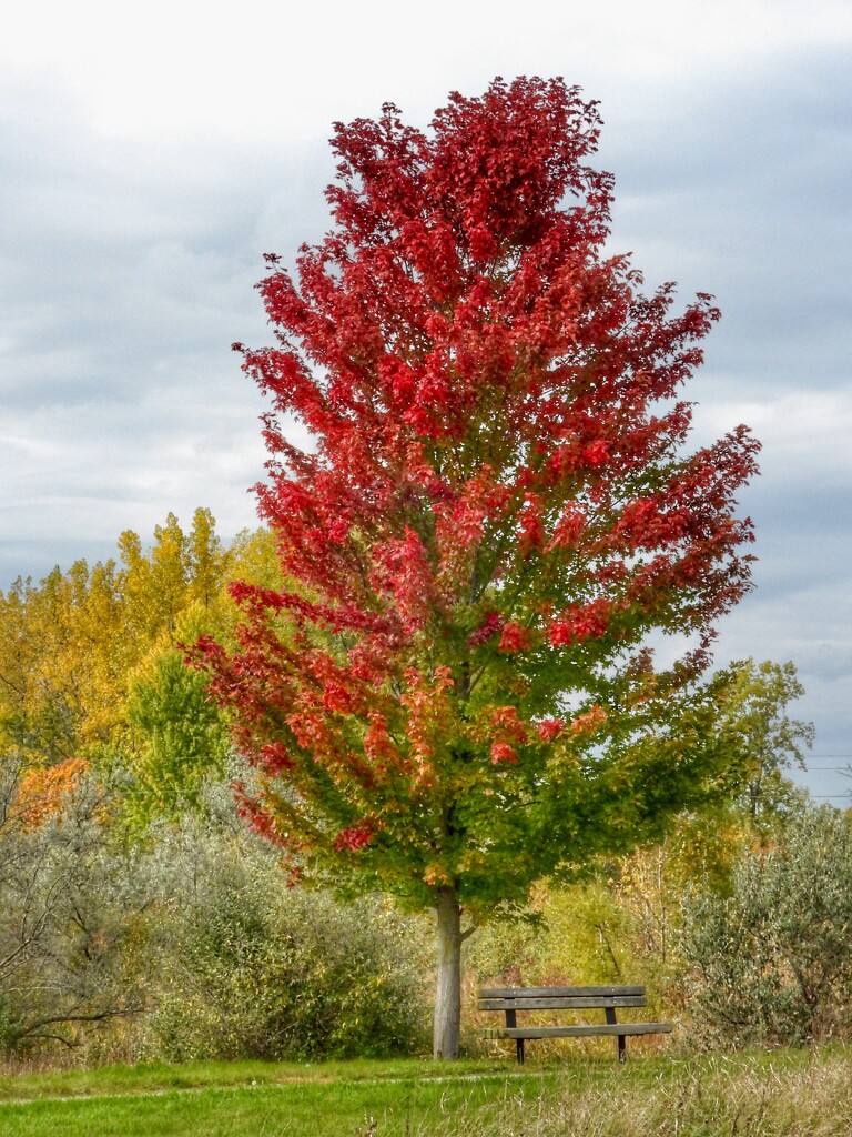 Fall color, one tree at a time by amyk