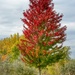 Fall color, one tree at a time by amyk
