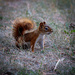 Red Squirrel by lindasees
