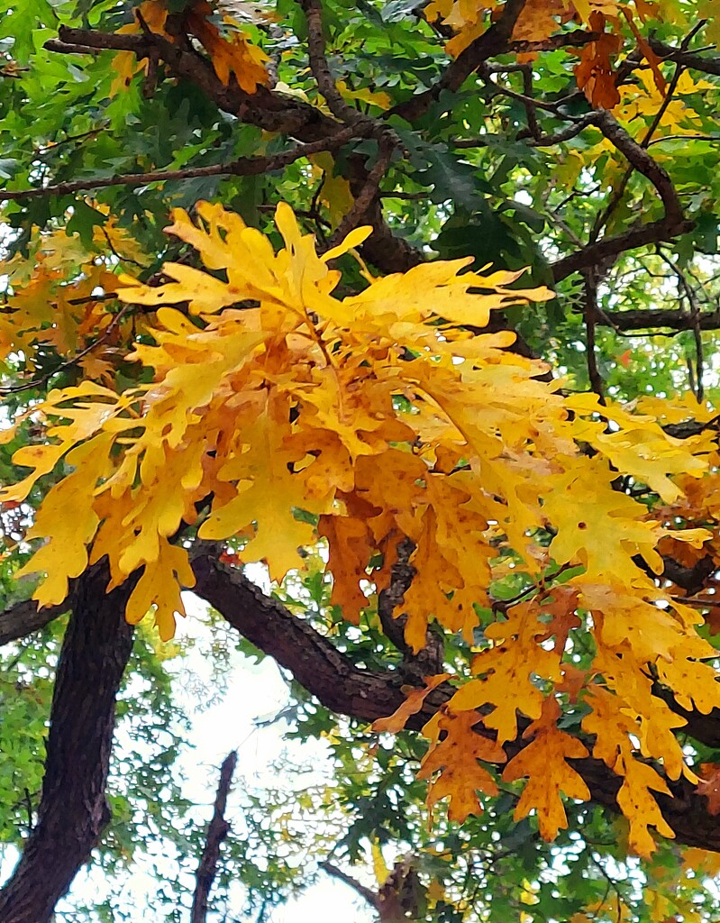 Oak Leaves by harbie