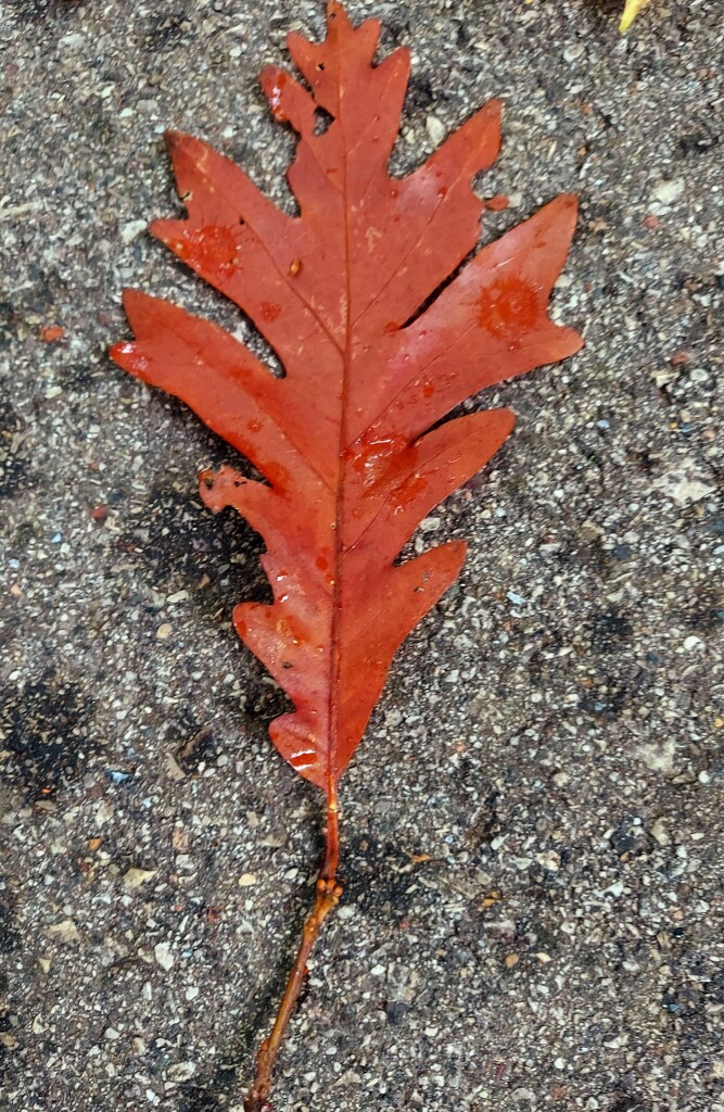 Large Oak Leaf by harbie