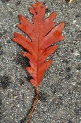 8th Oct 2022 - Large Oak Leaf