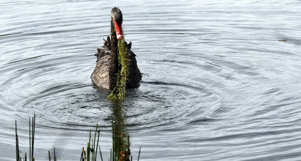 Black Swan by mirroroflife