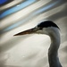 Blue heron by mastermek