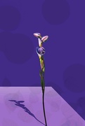 10th Oct 2022 - Sun orchid