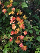 9th Oct 2022 - More Autumn colours