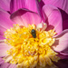 Flower and Bug by swillinbillyflynn