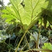 Gunnera leaf ........... by cutekitty