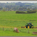 Mowing the silage by dide
