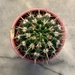 Cactus by philm666