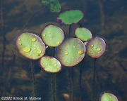 10th Oct 2022 - Fall Lily Pads