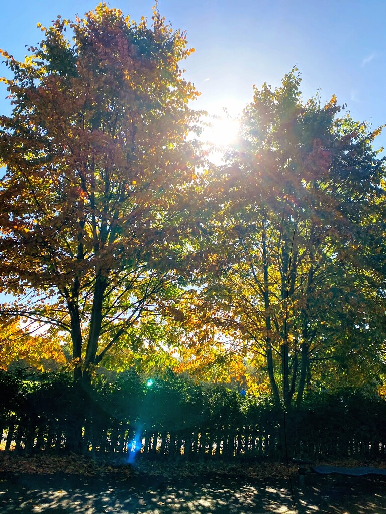 sunshine thru the leaves by cam365pix
