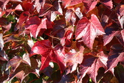 10th Oct 2022 - Autumnal Colours 