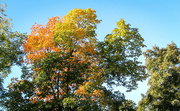 10th Oct 2022 - Fall colors