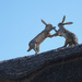 Fighting hares on a thatched cottage in Melbourn, Cambs by marianj