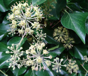 9th Oct 2022 - Ivy Flowers