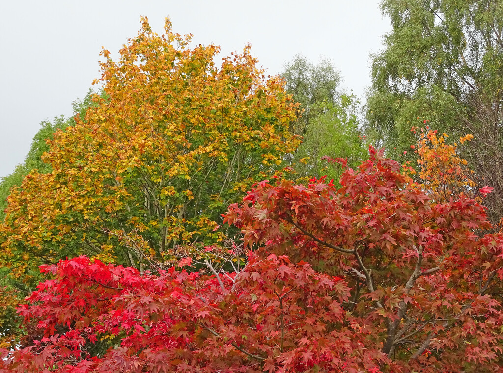 Autumn colours are beginning to appear by marianj