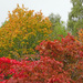 Autumn colours are beginning to appear by marianj