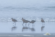 9th Oct 2022 - Marbled Godwit In Fog
