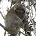 in her element by koalagardens