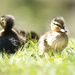 Ducklings by dkbarnett
