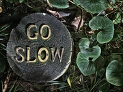 6th Oct 2022 - Go Slow