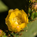 Prickly Pear by seacreature