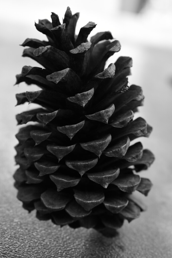 Pine cone noir by dianemhall