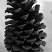 Pine cone noir by dianemhall