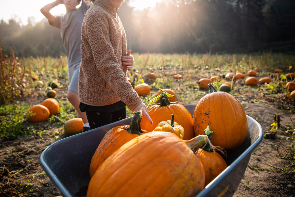 Annual Pumpkin Picking by tina_mac